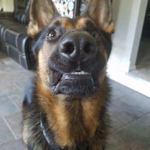 Meet your Posher, Tanner